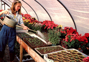 Nurturing Spring Seedlings Image